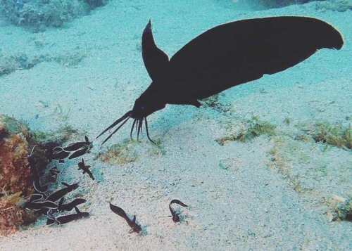 Paraplotosus butleri = Adult with young