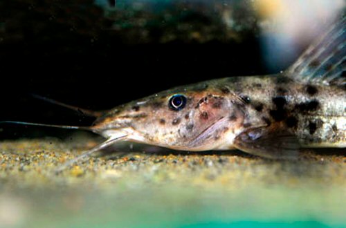 Parauchenoglanis punctatus = head view