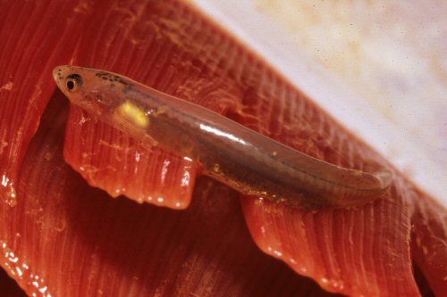 Paravandellia oxyptera = On the gills of Pseudoplatystoma corruscans