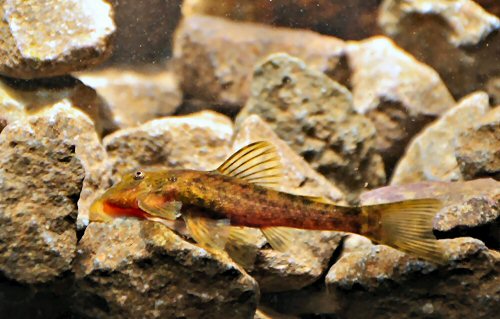 Pareiorhaphis hystrix