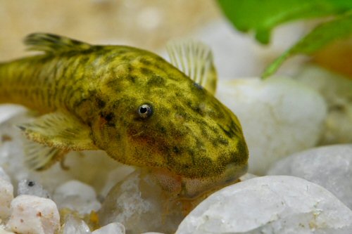 Parotocinclus adamanteus = head view