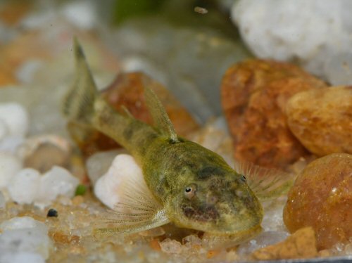 Parotocinclus bahiensis = head view