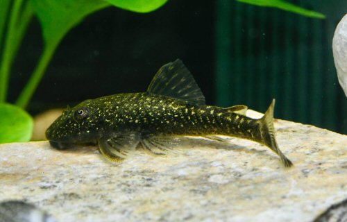 Parotocinclus cearensis