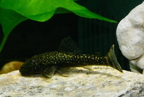 Parotocinclus cearensis