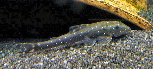 Parotocinclus haroldoi