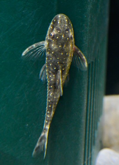 Parotocinclus haroldoi - dorsal view