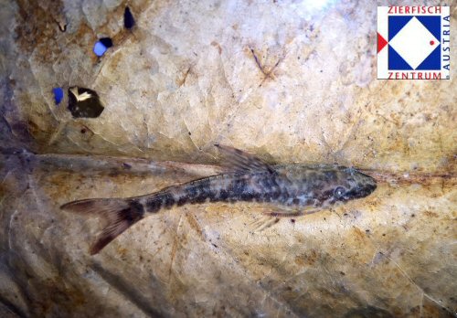 Parotocinclus maculicauda = dorsal view