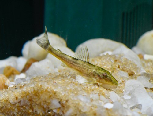 Parotocinclus nandae