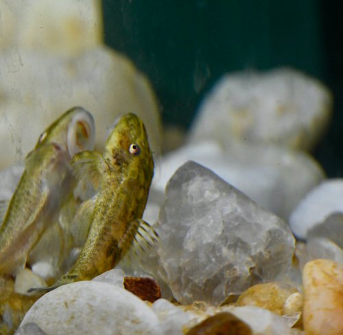 Parotocinclus nandae