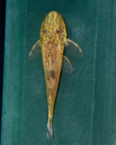 Parotocinclus nandae = dorsal view