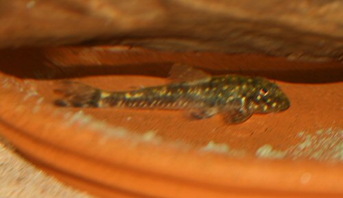 Parotocinclus sp. "Pernambuco"