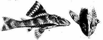 Chaetostomus punctatus