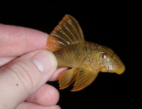 Peckoltia braueri - Wild caught, Sawariwau River, Guyana