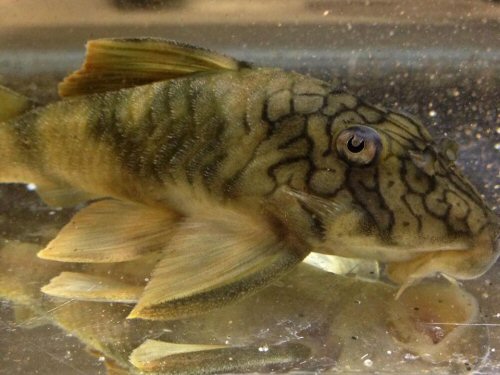 Peckoltia braueri  = head view