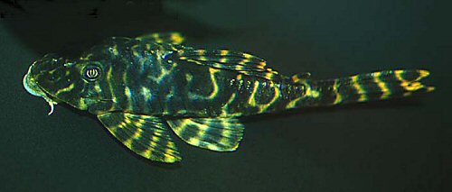 Peckoltia caenosa 