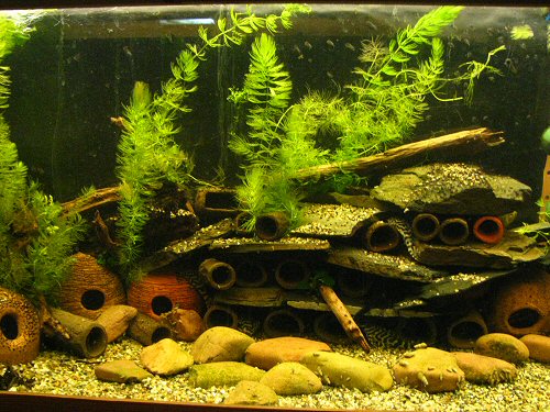 Peckoltia compta - tank setup