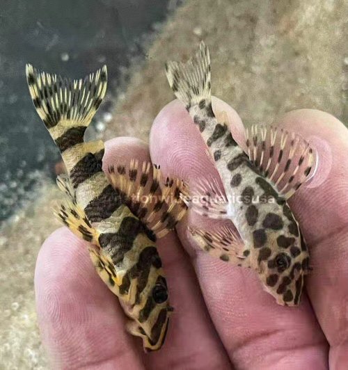 Peckoltia compta = Left: Rio Tapajos. Right: Rio Jamanxim