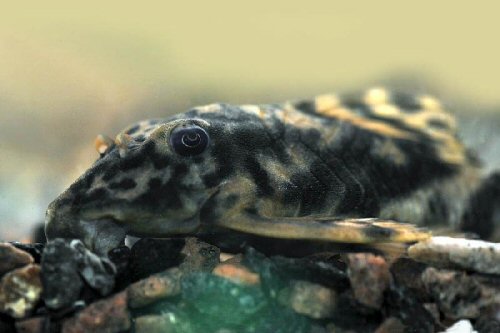 Peckoltia lineola = head view