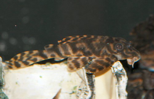 Peckoltia lineola