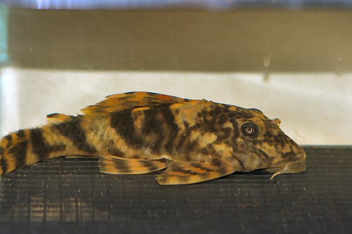 Peckoltia lineola