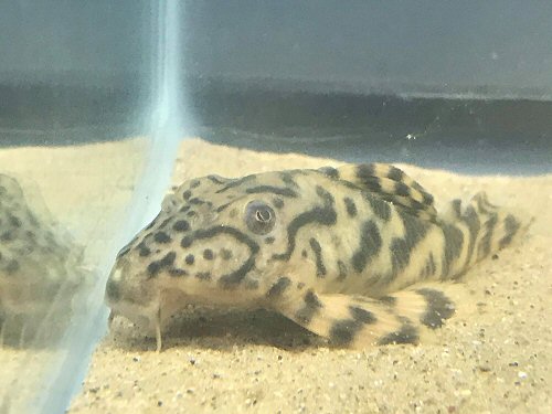 Peckoltia lineola - head view