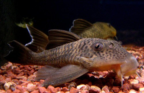 Ancistomus snethlageae = head view