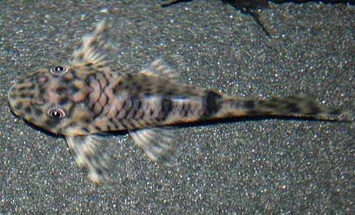 Peckoltia sp. (L055)  = dorsal view