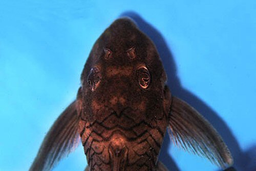 Peckoltia sp. (L076)  = head view