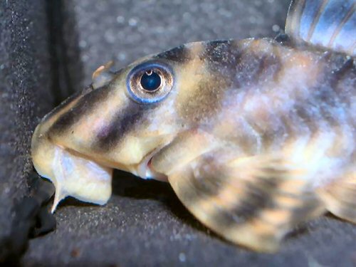 Peckoltia sp. ' Rio Tocantins' = head view