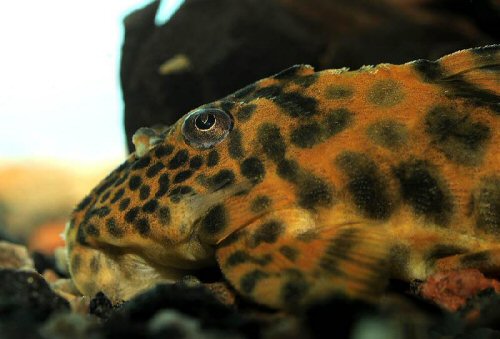 Ancistomus sp. (L387)  = head view