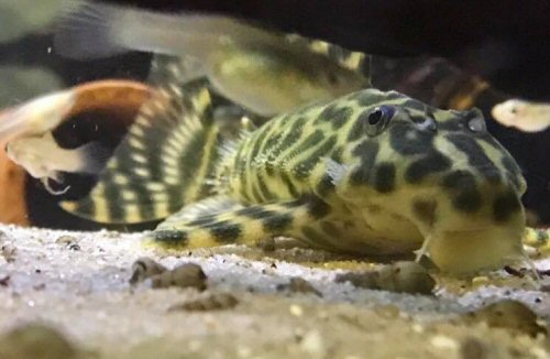 Peckoltia sp. (L494) = head view