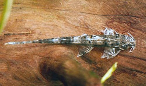 Phractura ansorgii = female