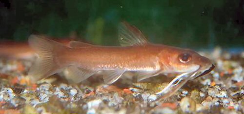 Phyllonemus typus