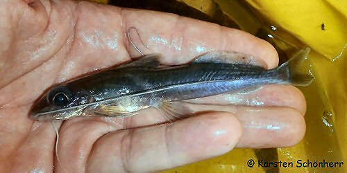 Pimelabditus moli = From the Tapanahony river, Suriname