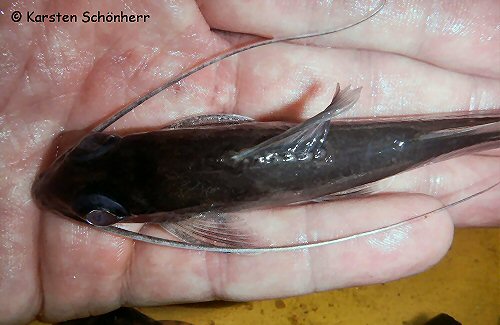 Pimelabditus moli = Dorsal view - From the Tapanahony river, Suriname