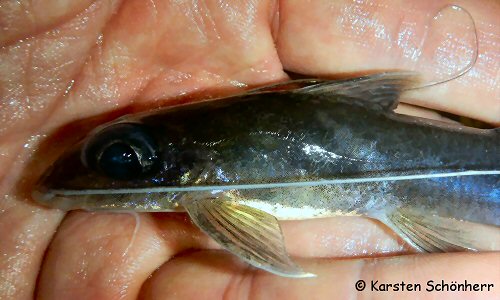 Pimelabditus moli = Head view - From the Tapanahony river, Suriname