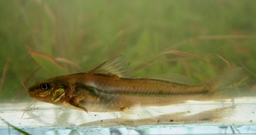 Pimelodella australis = Rio Negro basin, Uruguay