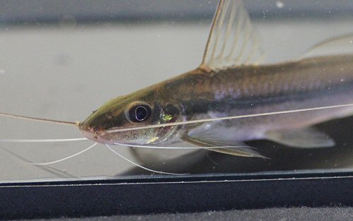 Pimelodella australis = head view