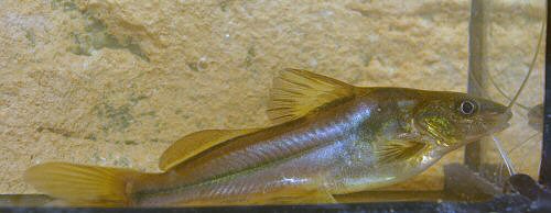 Pimelodella australis = Rio Yi, Durazno Region, Uruguay 