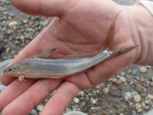 Pimelodella cyanostigma