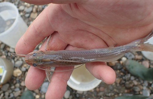 Pimelodella cyanostigma = dorsal view