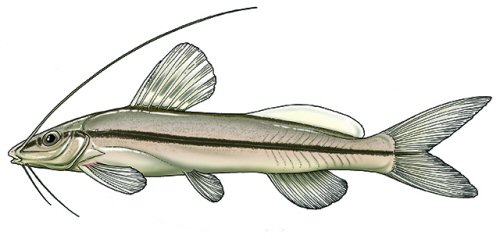 Pimelodella eutaenia = colour plate