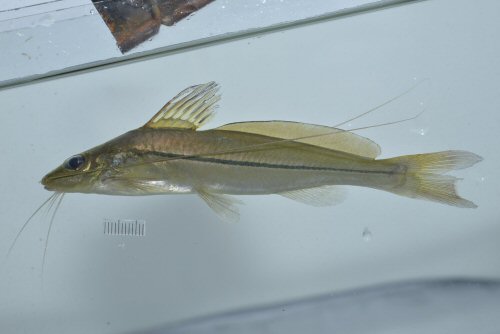 Pimelodella geryi = Parque Nacional Montanhas do Tumucumaque