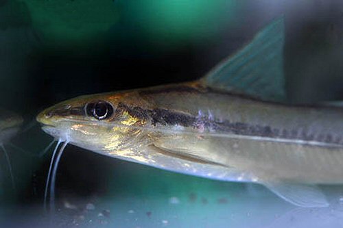 Pimelodella gracilis = head view