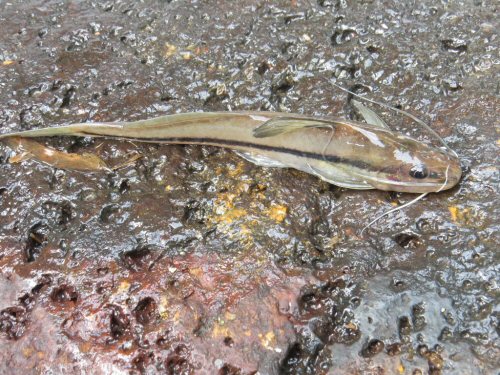 Pimelodella lateristriga = Tinguá, Nova Iguaçu-RJ, Brazil 