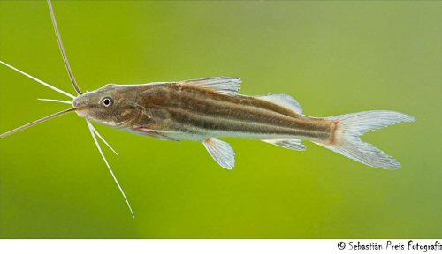 Pimelodus albicans = Villa Elisa-province of Buenos Aires, Argentina