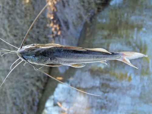 Pimelodus albicans = Dorsal view-Departamento Las Colonias, Santa Fe, Argentina 