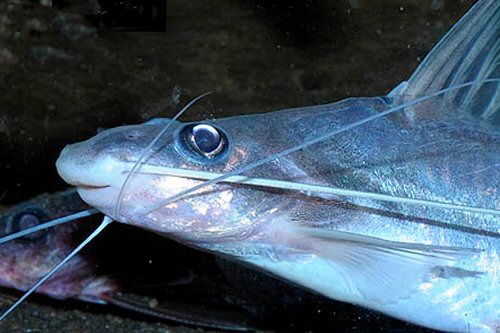 Pimelodus altissimus = head view