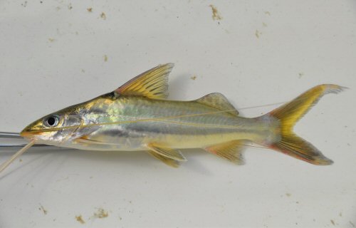 Pimelodus garciabarrigai