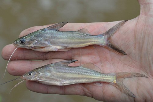 Pimelodus sp. "Rio Guarino" = Pimelodus sp. "Rio Guarino" top and Pimelodus grosskopfii bottom